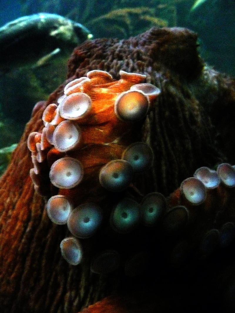 Kraken